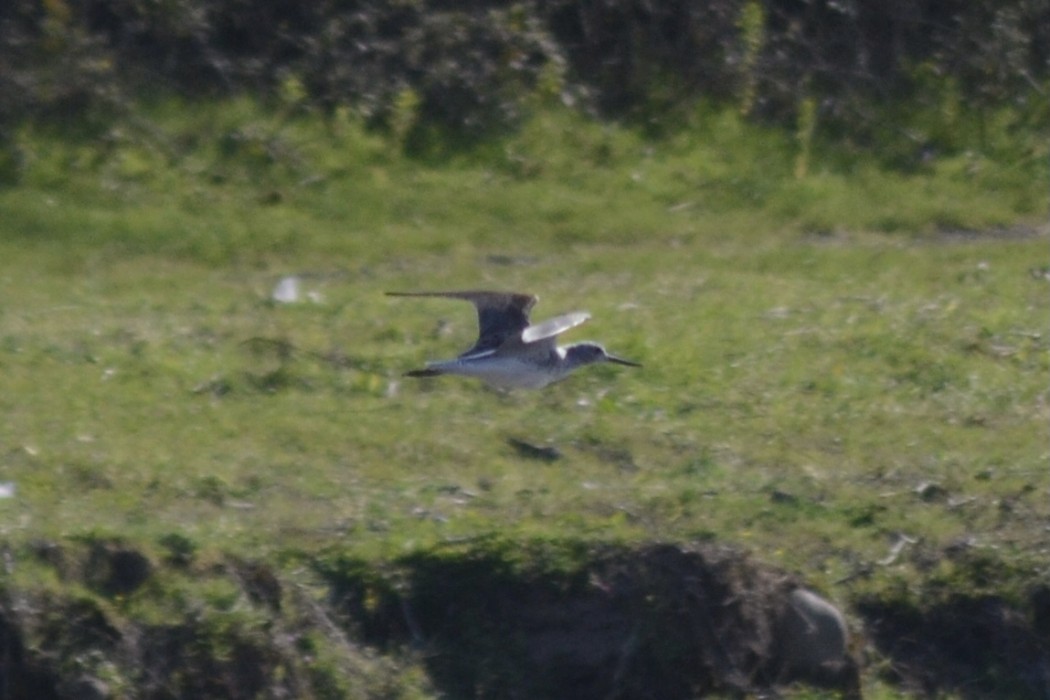 Common Greenshank