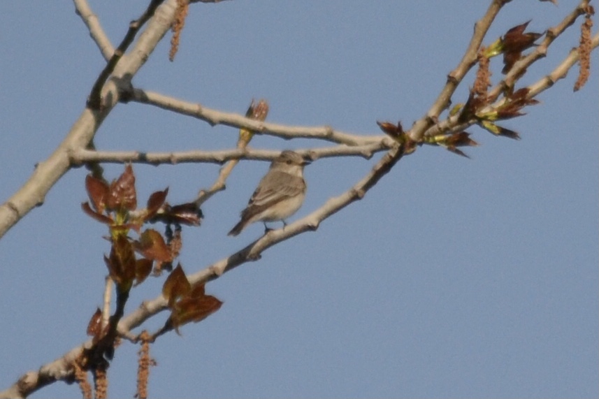 Spotted Flycatcher