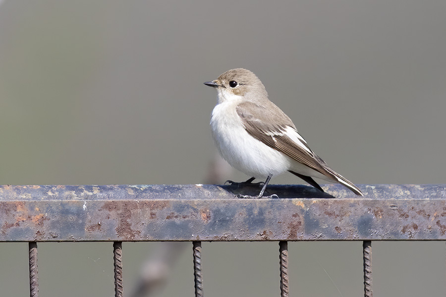 European Pied Flycatcher