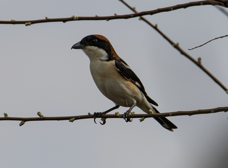 Woodchat Shrike