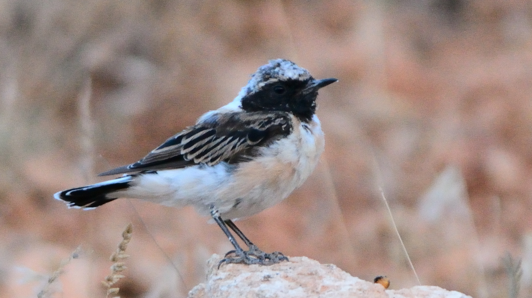 Black-eared Wheatear