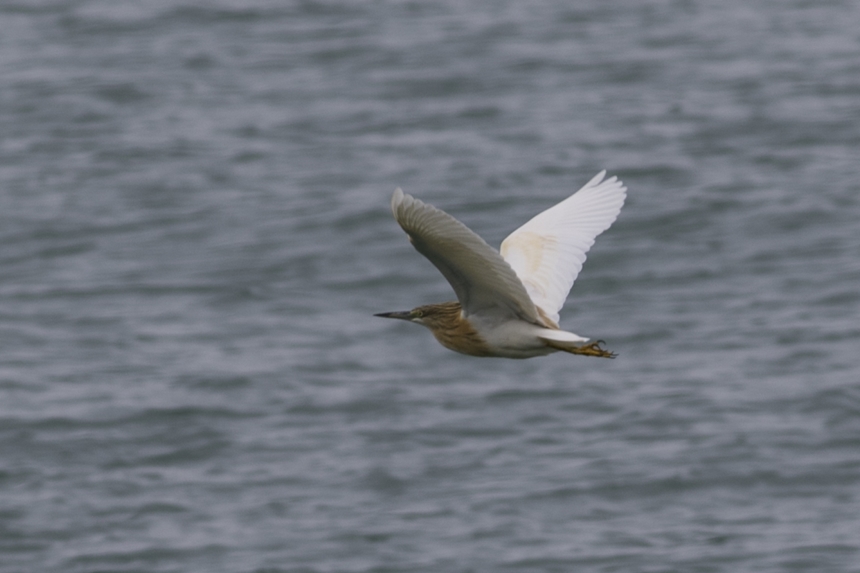 Squacco Heron