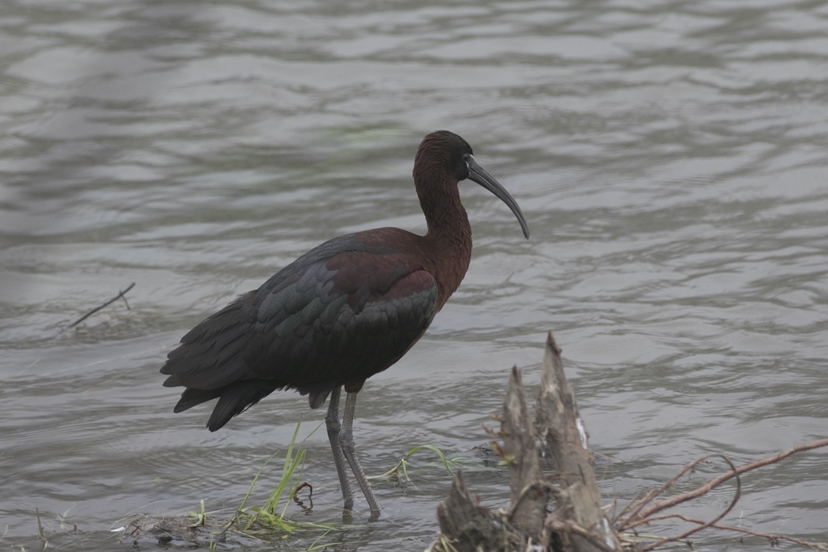 Glossy Ibis