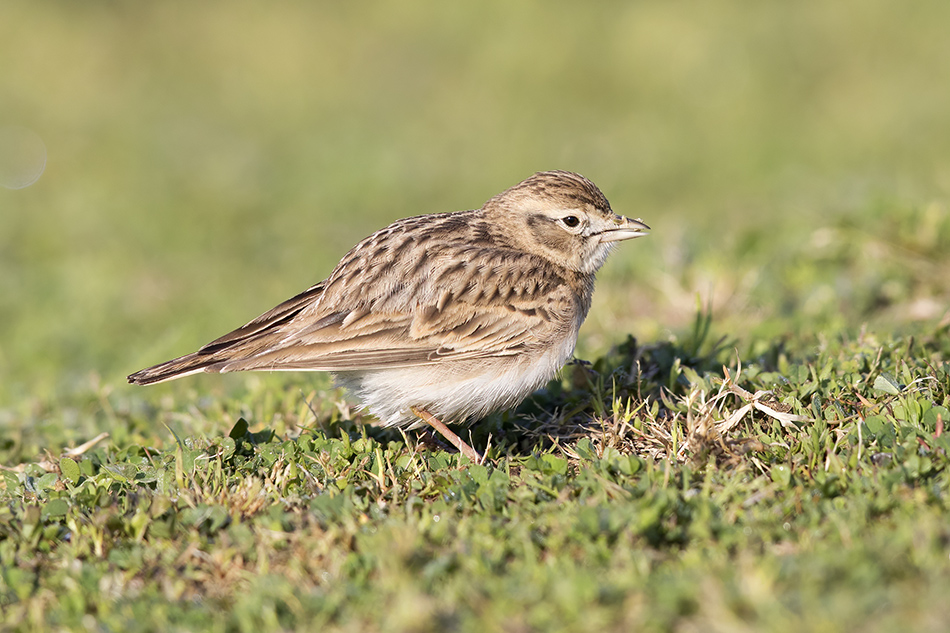 Greater Short-toed Lark