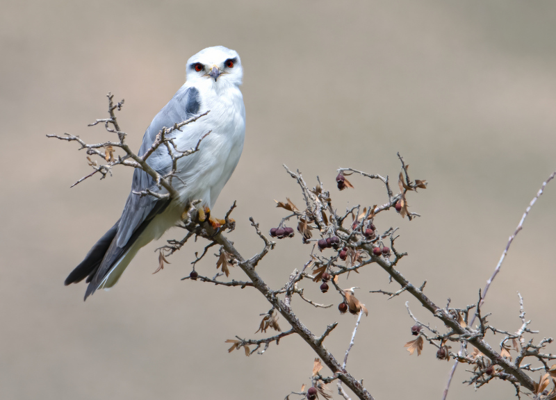 Black-winged Kite