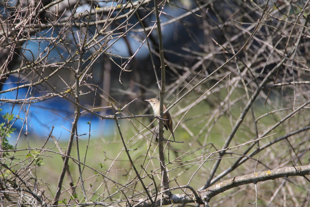 Great Reed Warbler