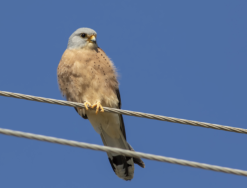 Lesser Kestrel