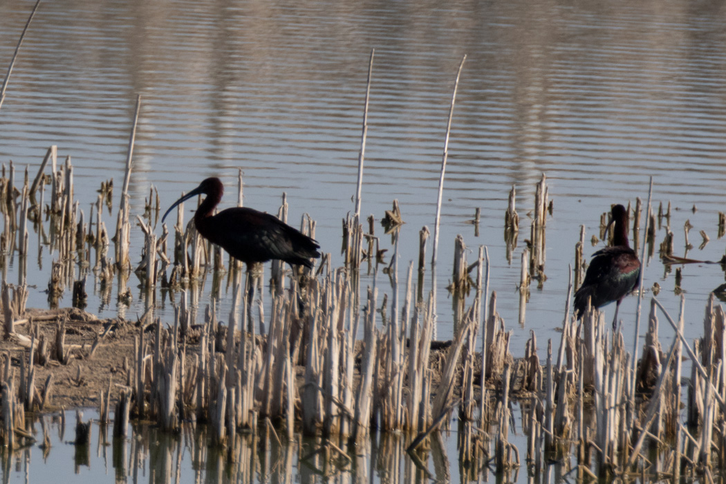 Glossy Ibis
