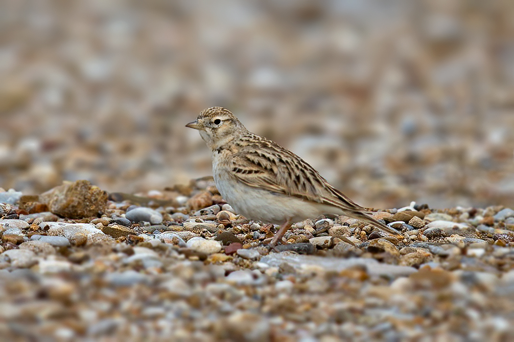 Greater Short-toed Lark