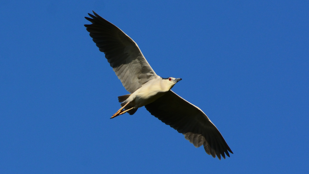 Black-crowned Night Heron