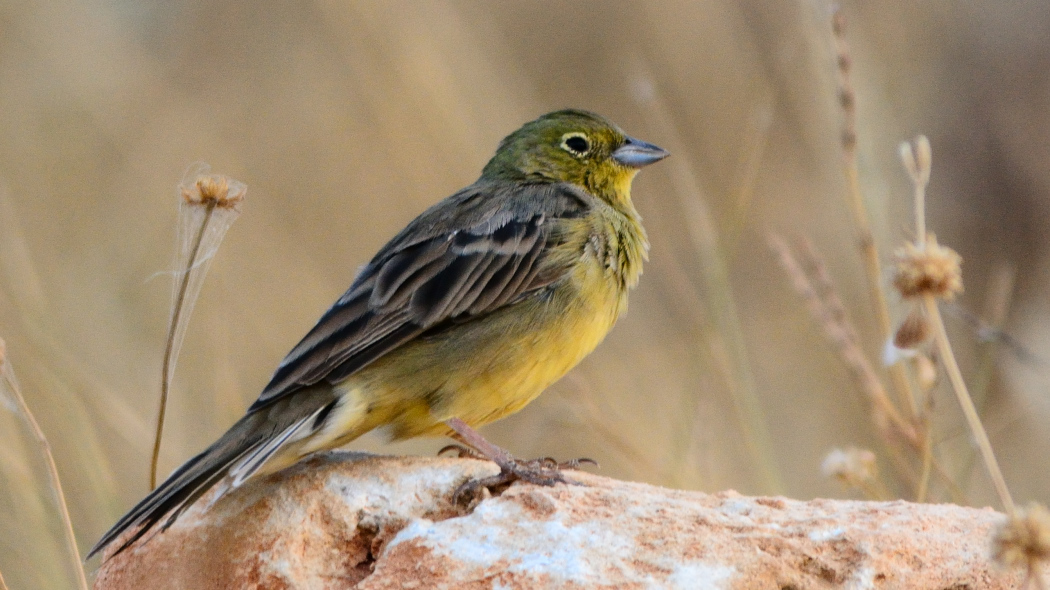 Cinereous Bunting