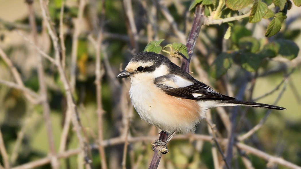 Masked Shrike