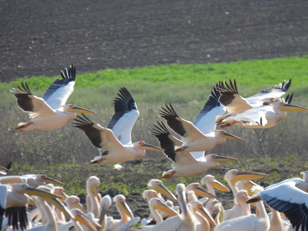 Great White Pelican