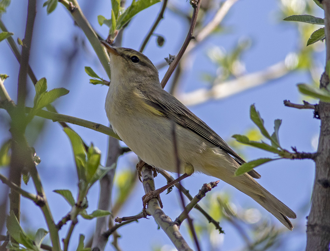 Willow Warbler