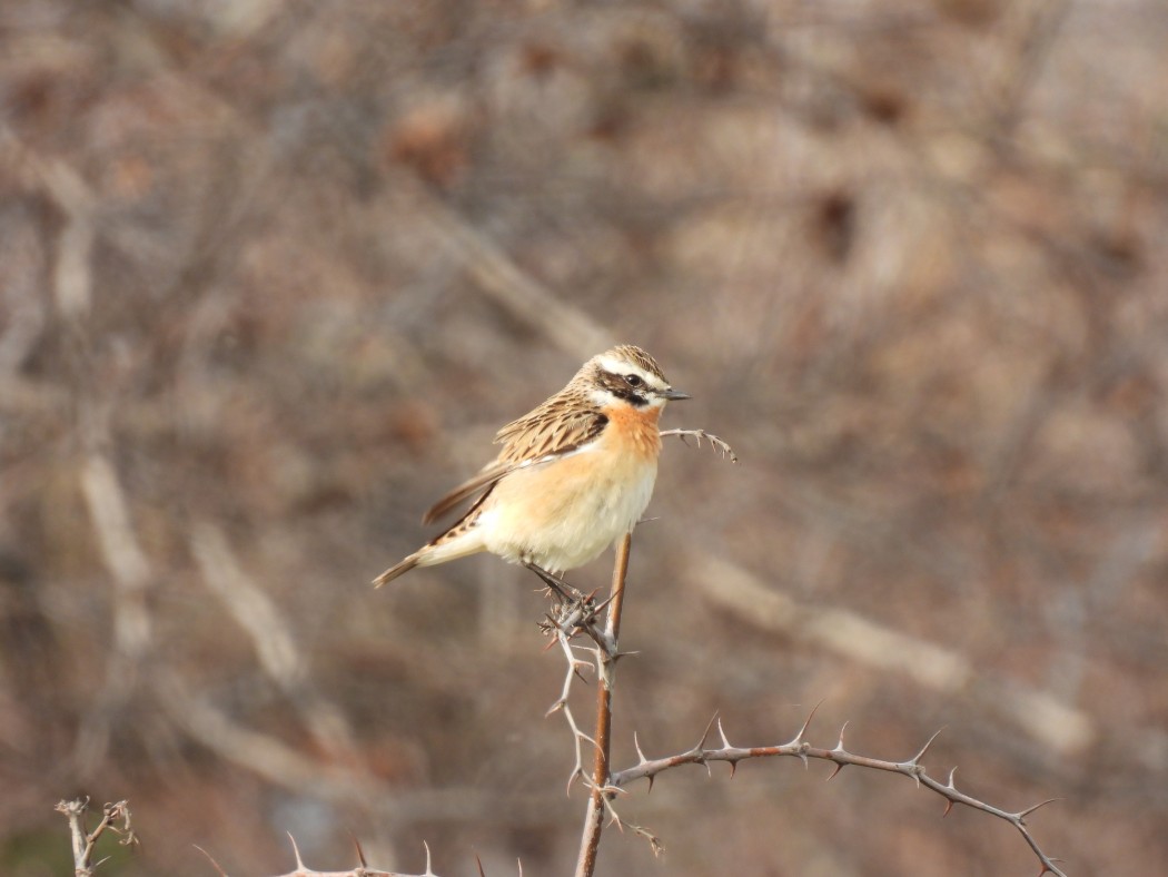 Whinchat