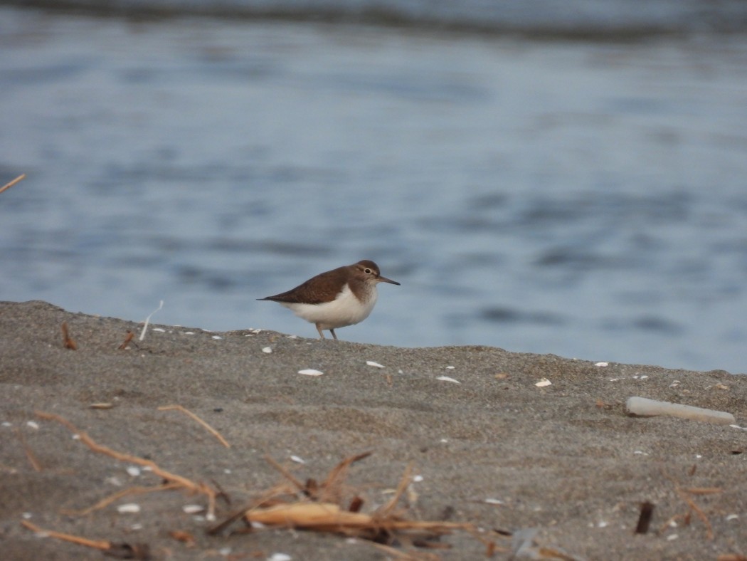 Common Sandpiper
