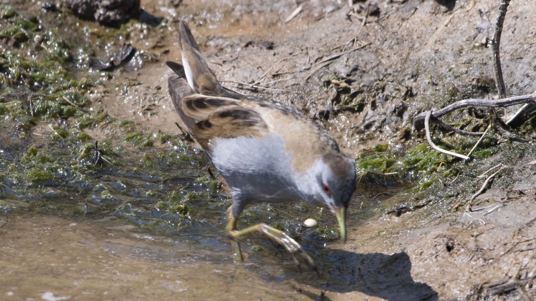 Little Crake