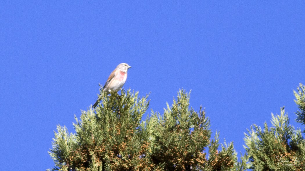 Common Linnet