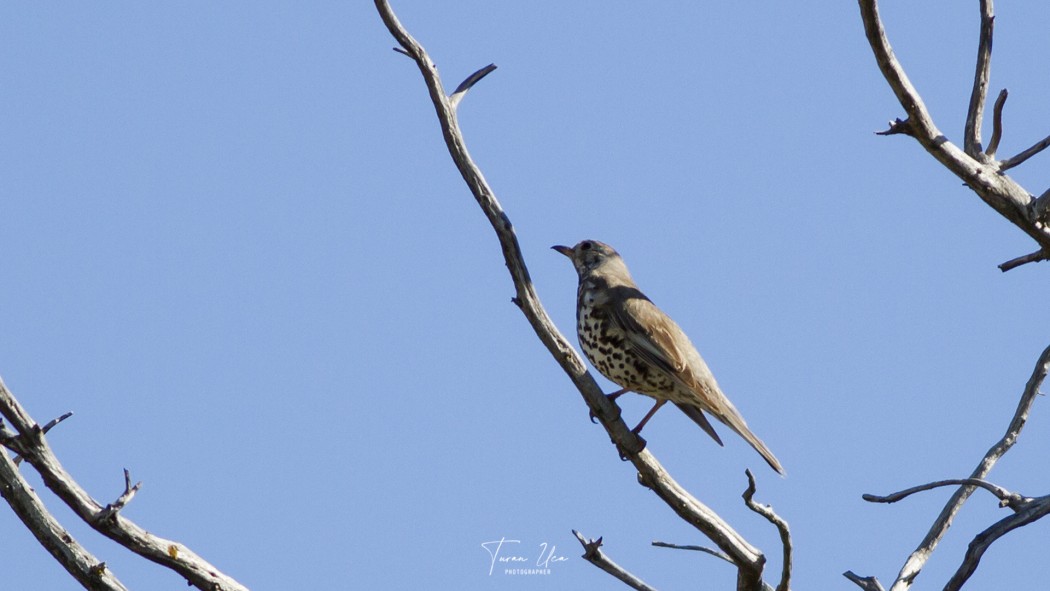 Mistle Thrush