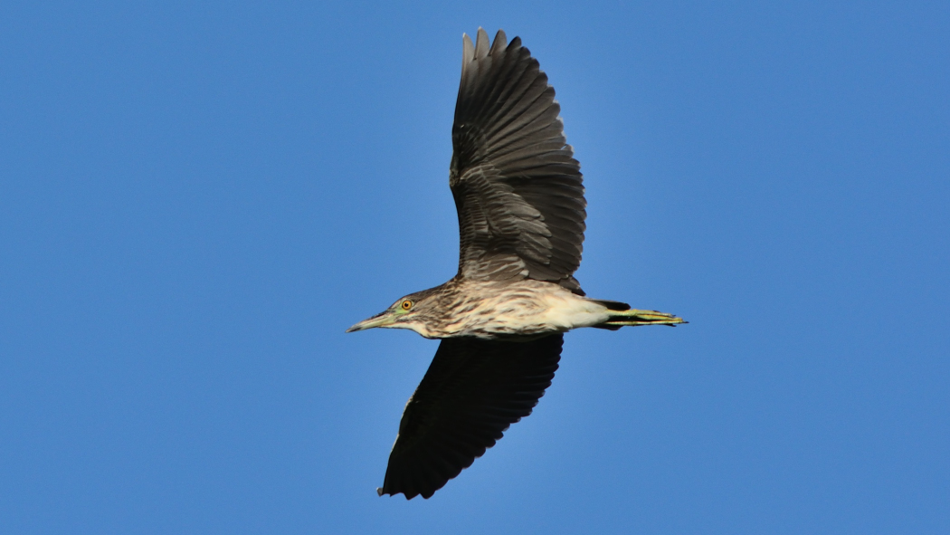 Black-crowned Night Heron