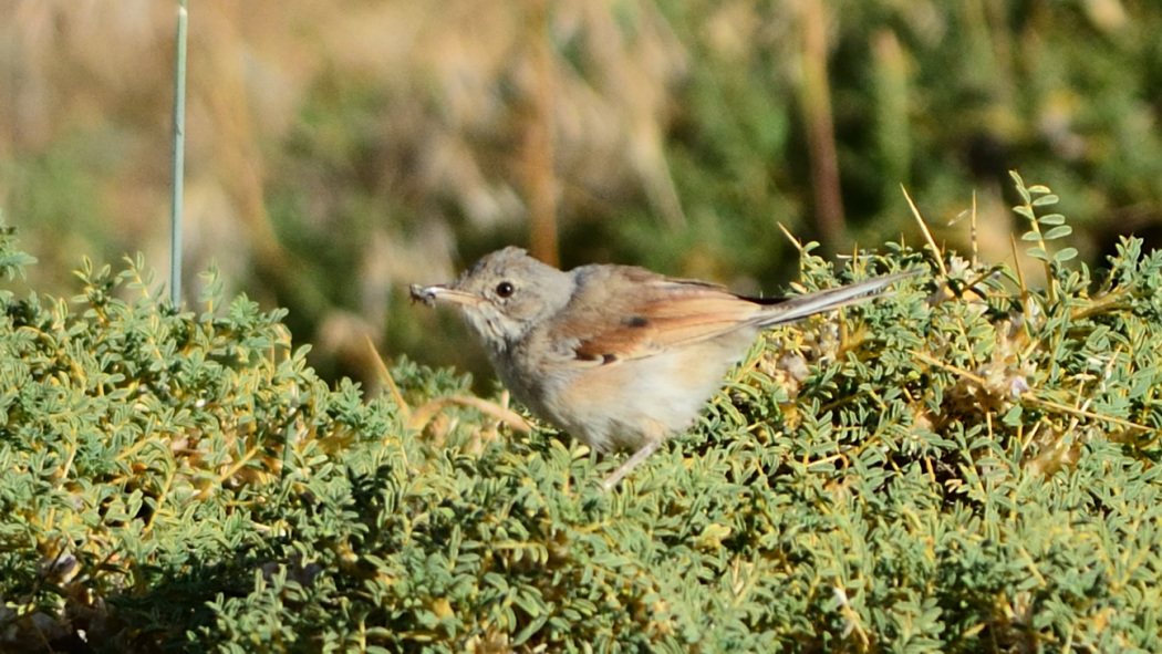 Spectacled Warbler