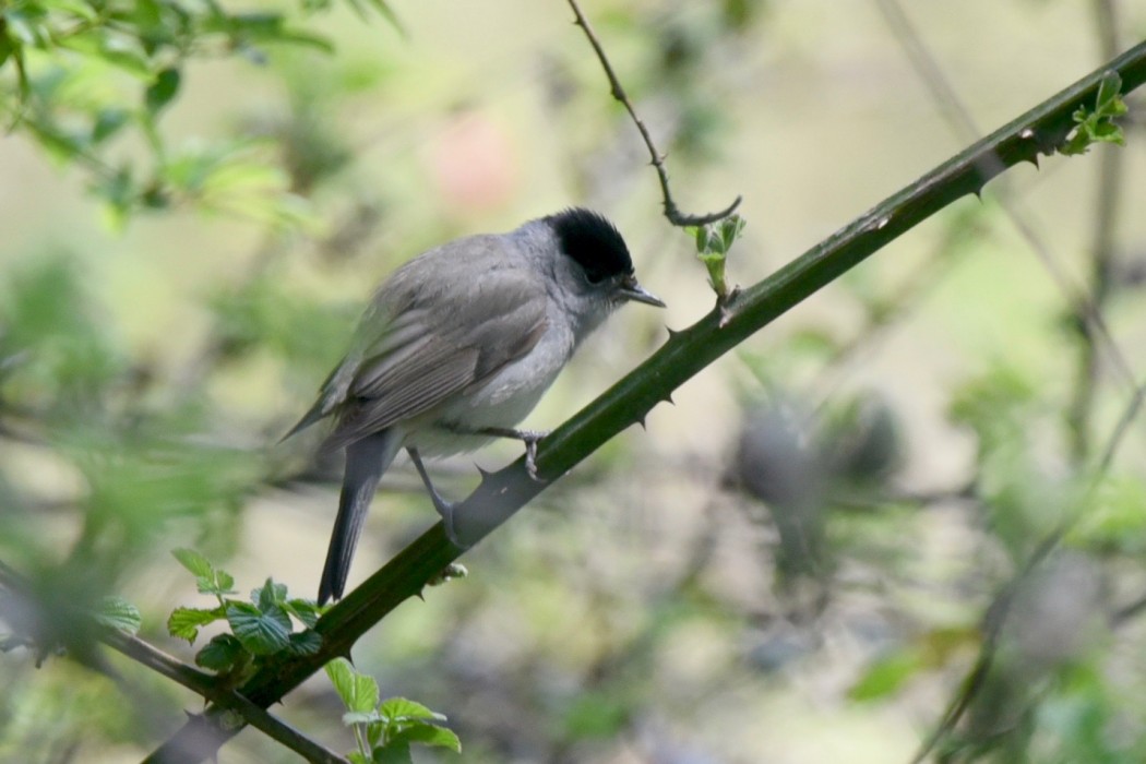 Eurasian Blackcap
