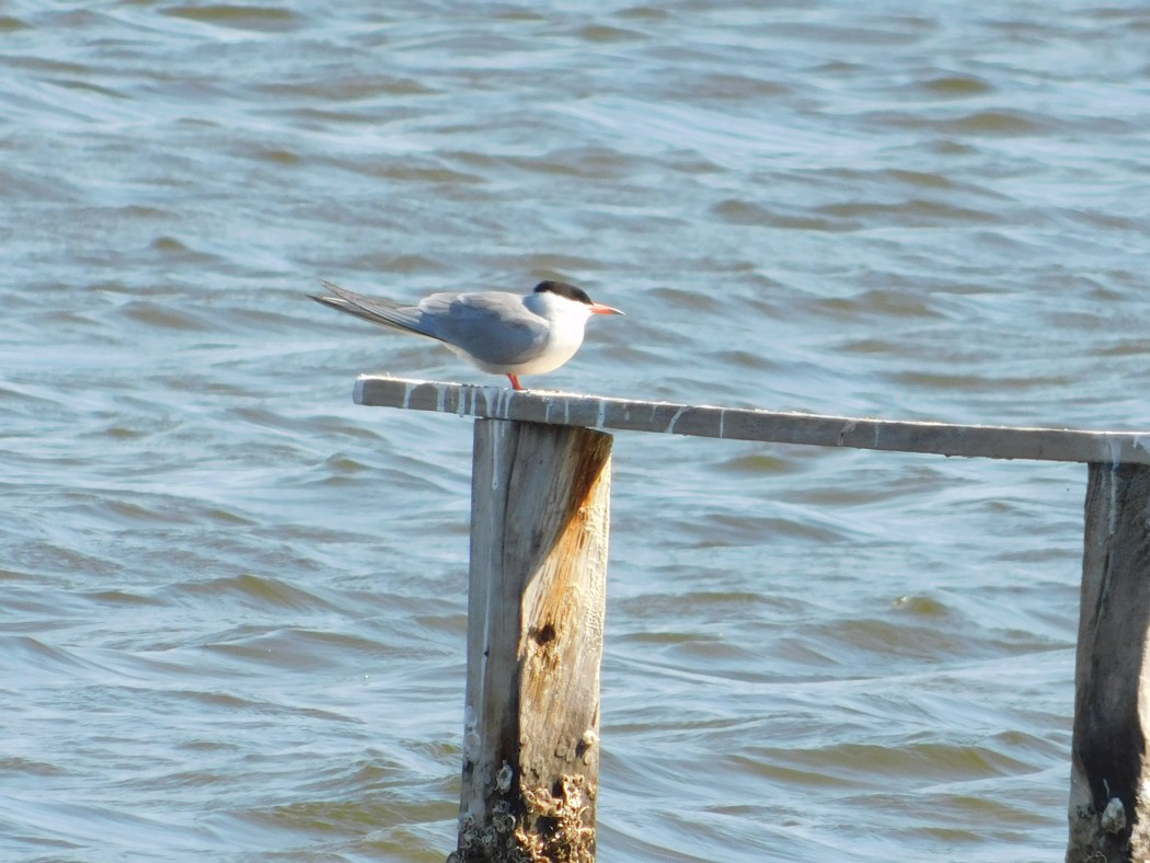 Common Tern