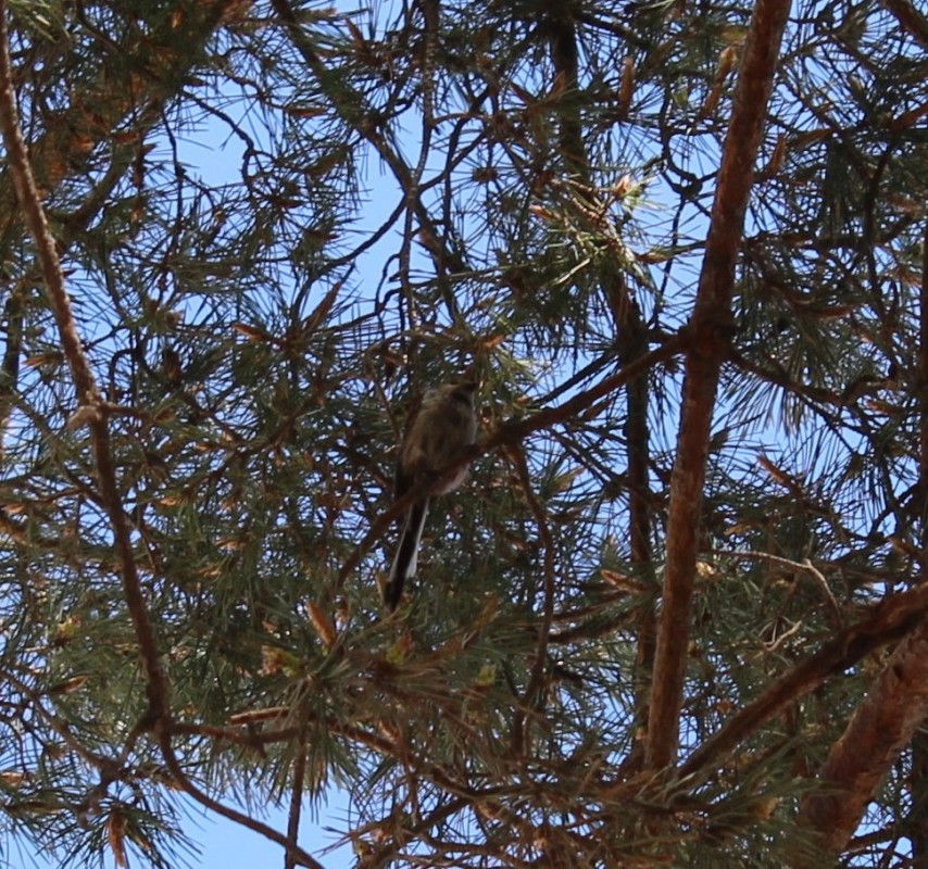 Long-tailed Tit