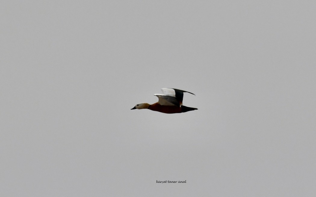 Ruddy Shelduck