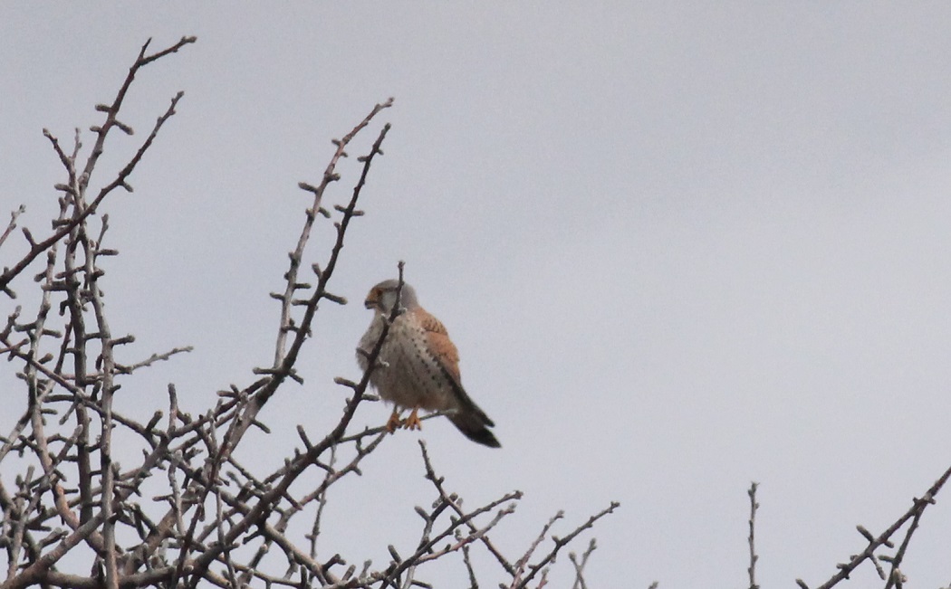 Common Kestrel