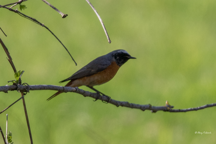 Common Redstart