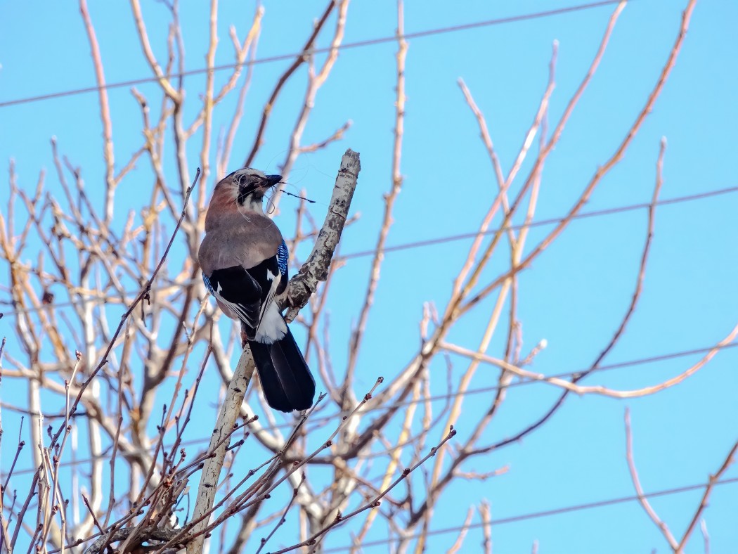 Eurasian Jay