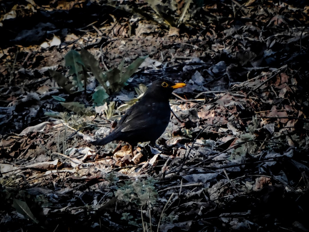 Common Blackbird