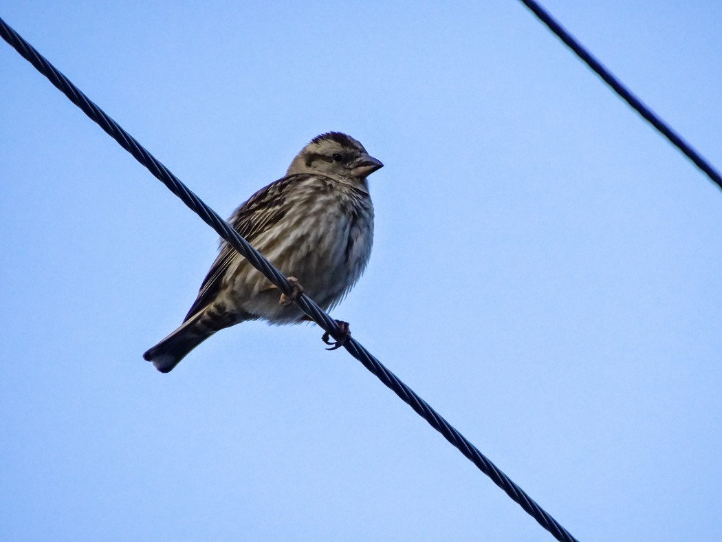 Rock Sparrow
