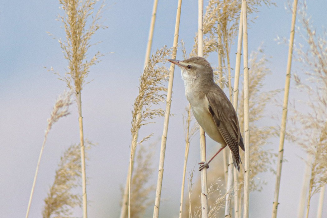 Great Reed Warbler