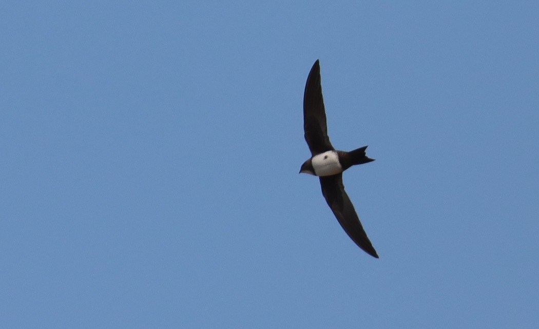 Alpine Swift