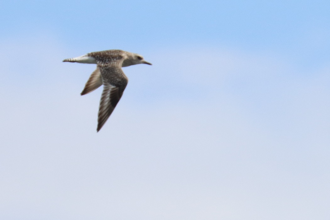 Grey Plover