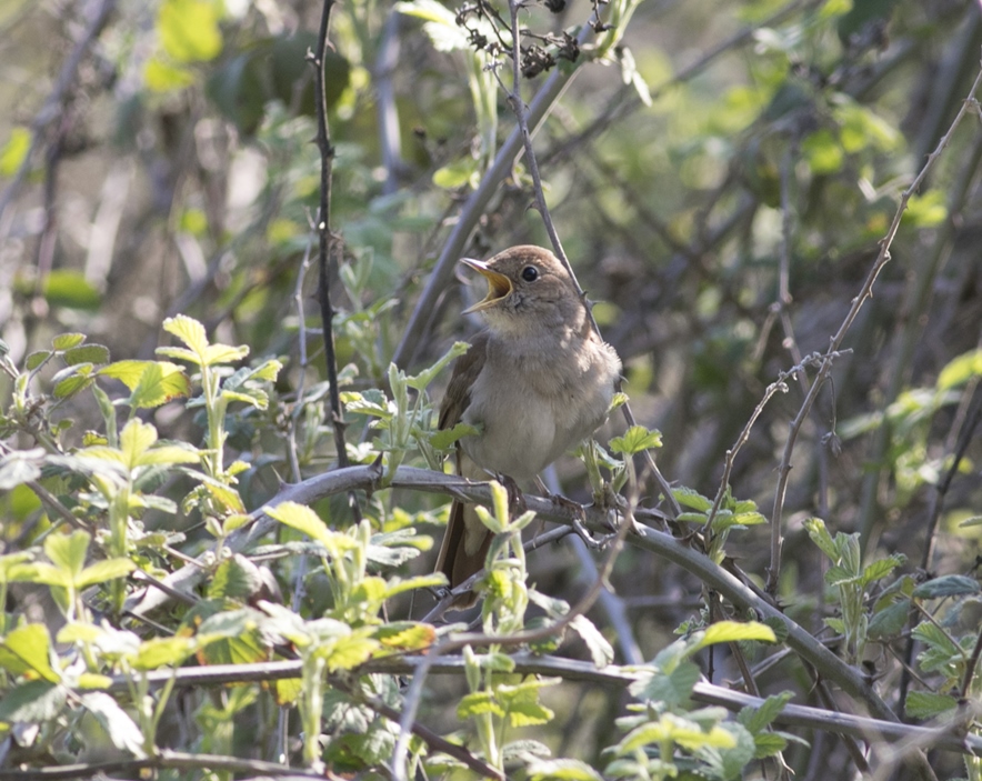 Common Nightingale