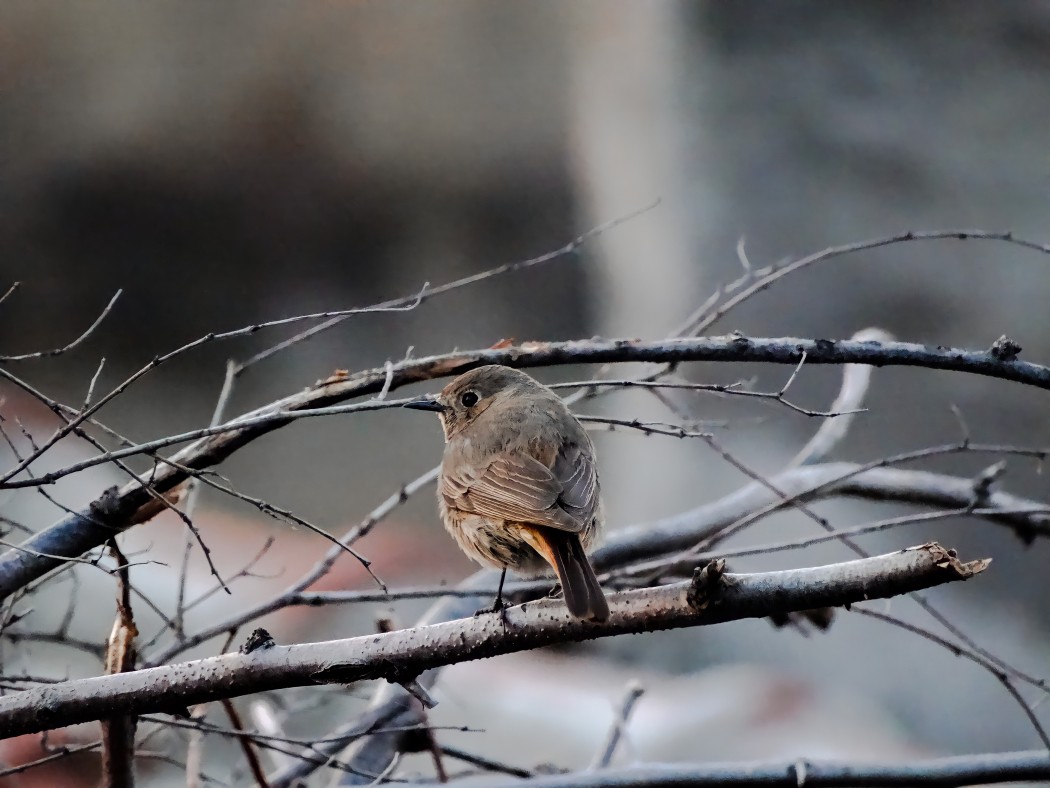 Black Redstart