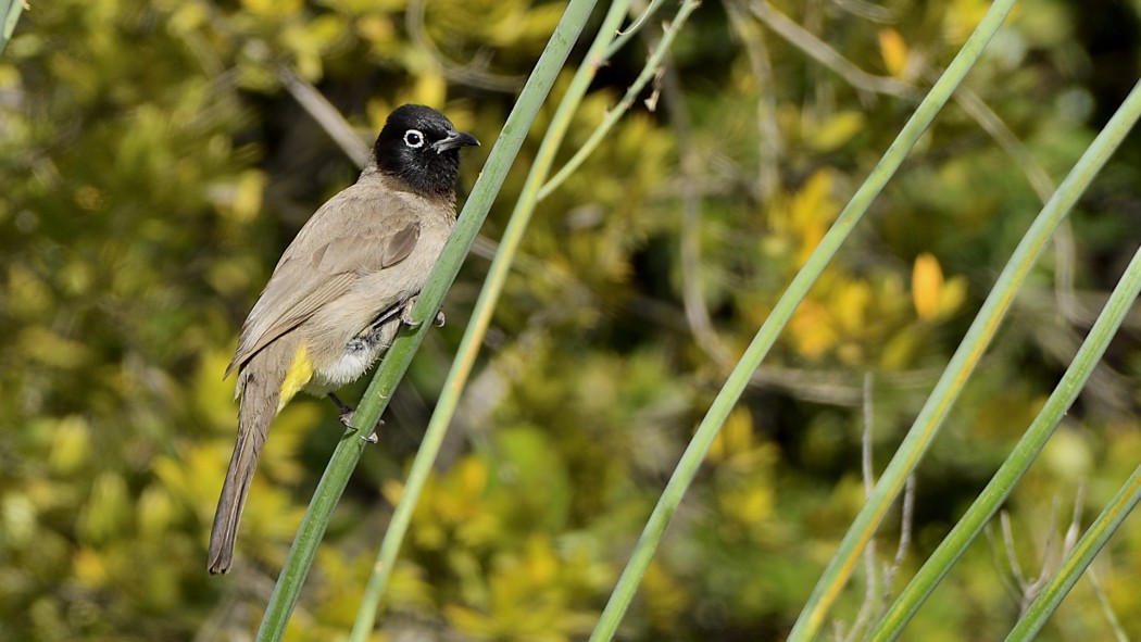 White-spectacled Bulbul