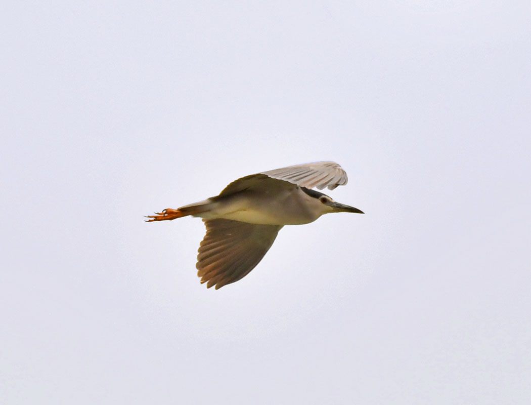 Black-crowned Night Heron