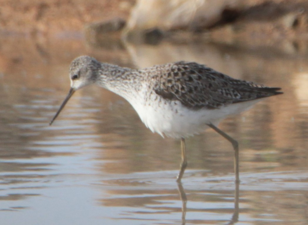 Marsh Sandpiper