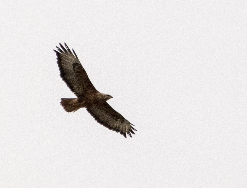 Long-legged Buzzard