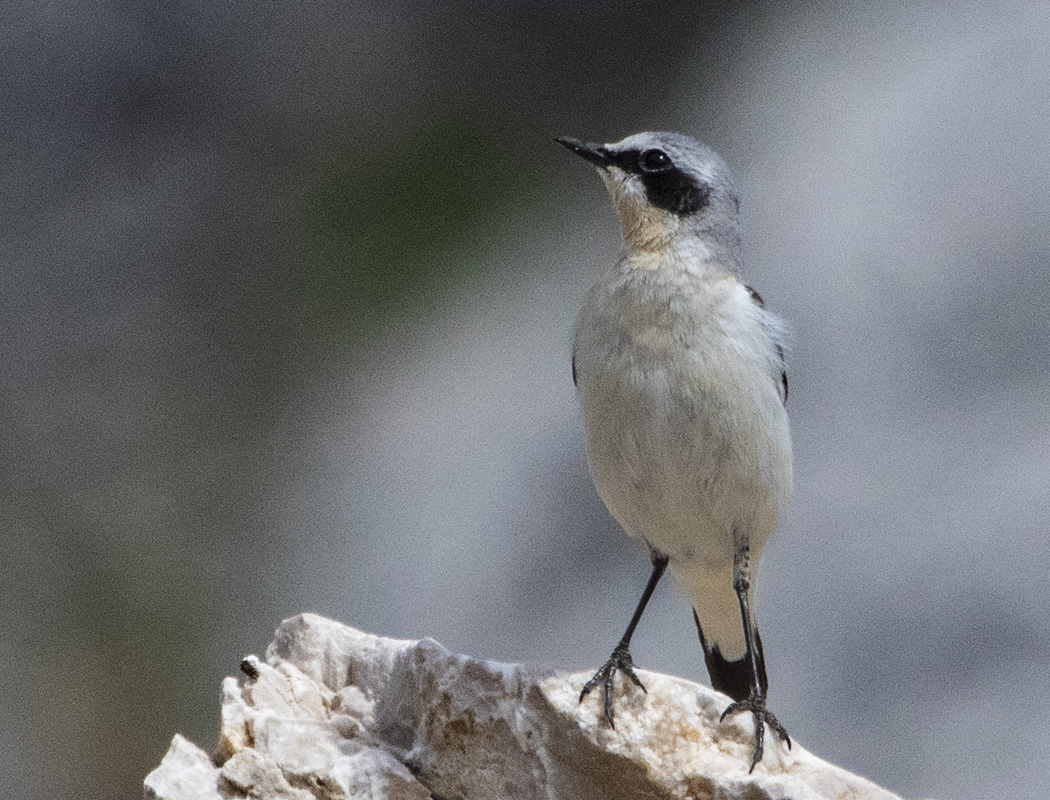 Northern Wheatear