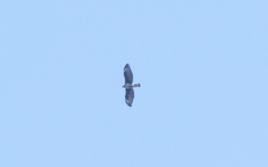 Bonelli`s Eagle