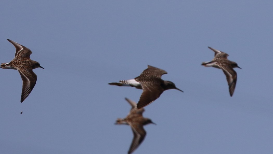 Little Stint