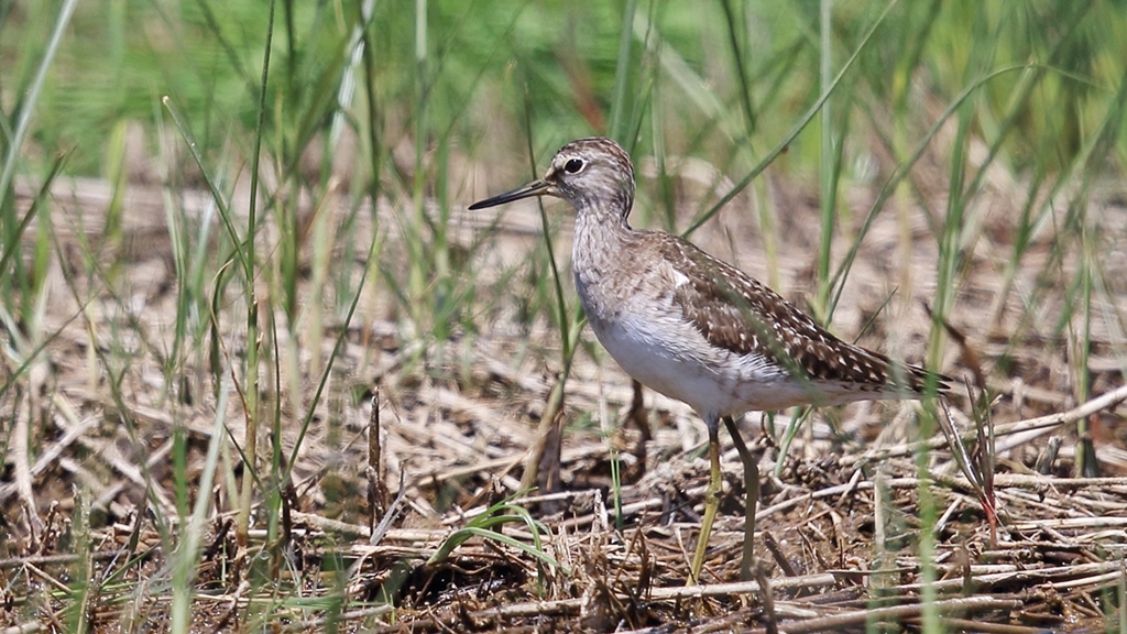 Wood Sandpiper