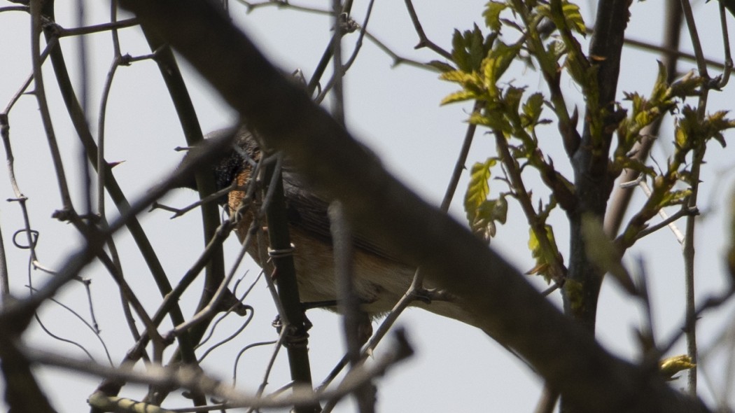 Common Redstart