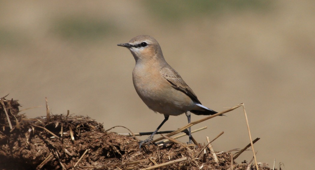 Isabelline Wheatear