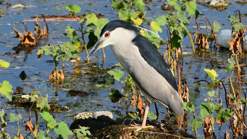 Black-crowned Night Heron